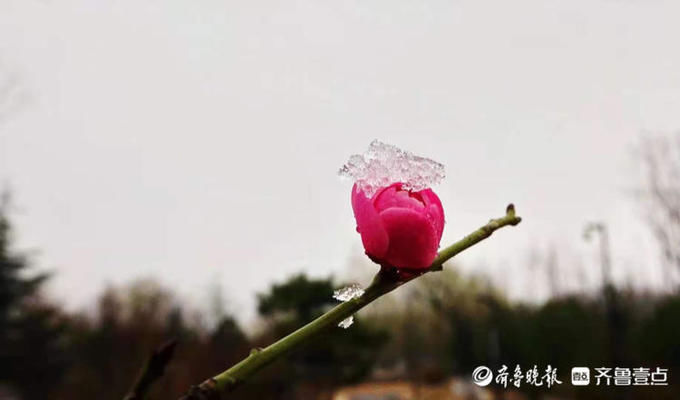 章丘今天早上的小东山公园，雪压梅枝头