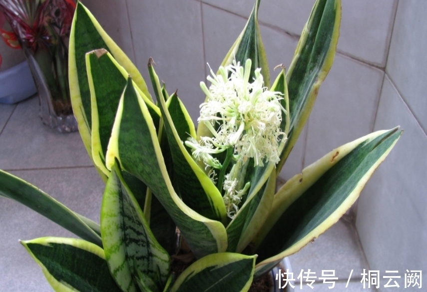 这4种植物虽适合园艺新人练手,但想养好,却需掌握住浇水的诀窍
