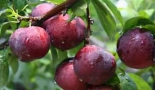 毒素|人到中年想长寿,立秋后推荐吃3种食物,软化血管,排毒素清污血