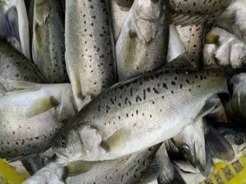 挑选鲈鱼|买鲈鱼时,不要看大小挑选,学会这几招,老板一看你就是行家