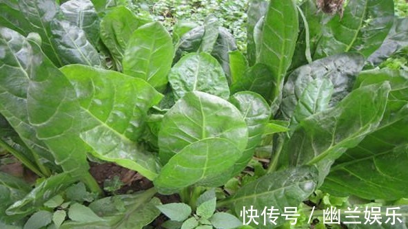 野菜|专家讲解以下3种野菜，能降血压、开胃、治头痛等疾病