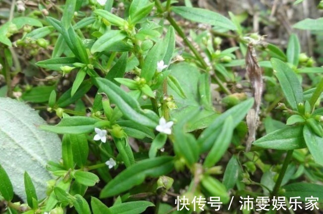 蛇舌草|又名“百花蛇舌草”,却能治疗蛇毒,还抗癌,农村到处都是!