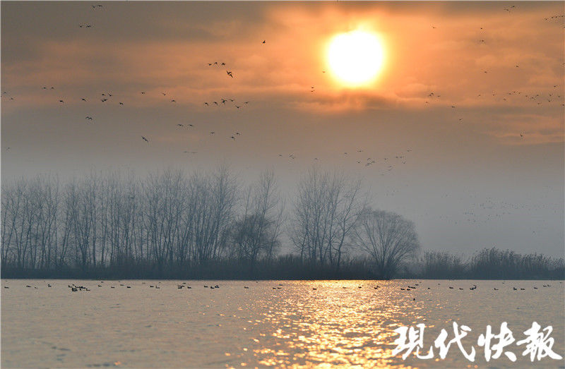 江苏这处湖荡湿地，拥有“百万水鸟飞平湖”的美景