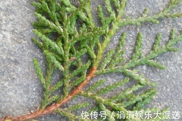 洗头|有了白发别着急,一片树叶煮水洗头,15天后白发会变得乌黑柔软!