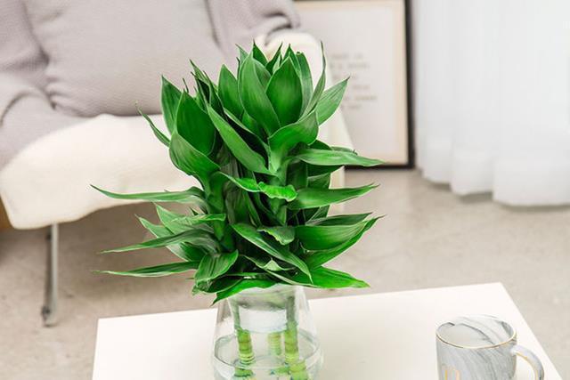 鸿运当头|建议养花人：4种花，别看不上，养护容易寓意好