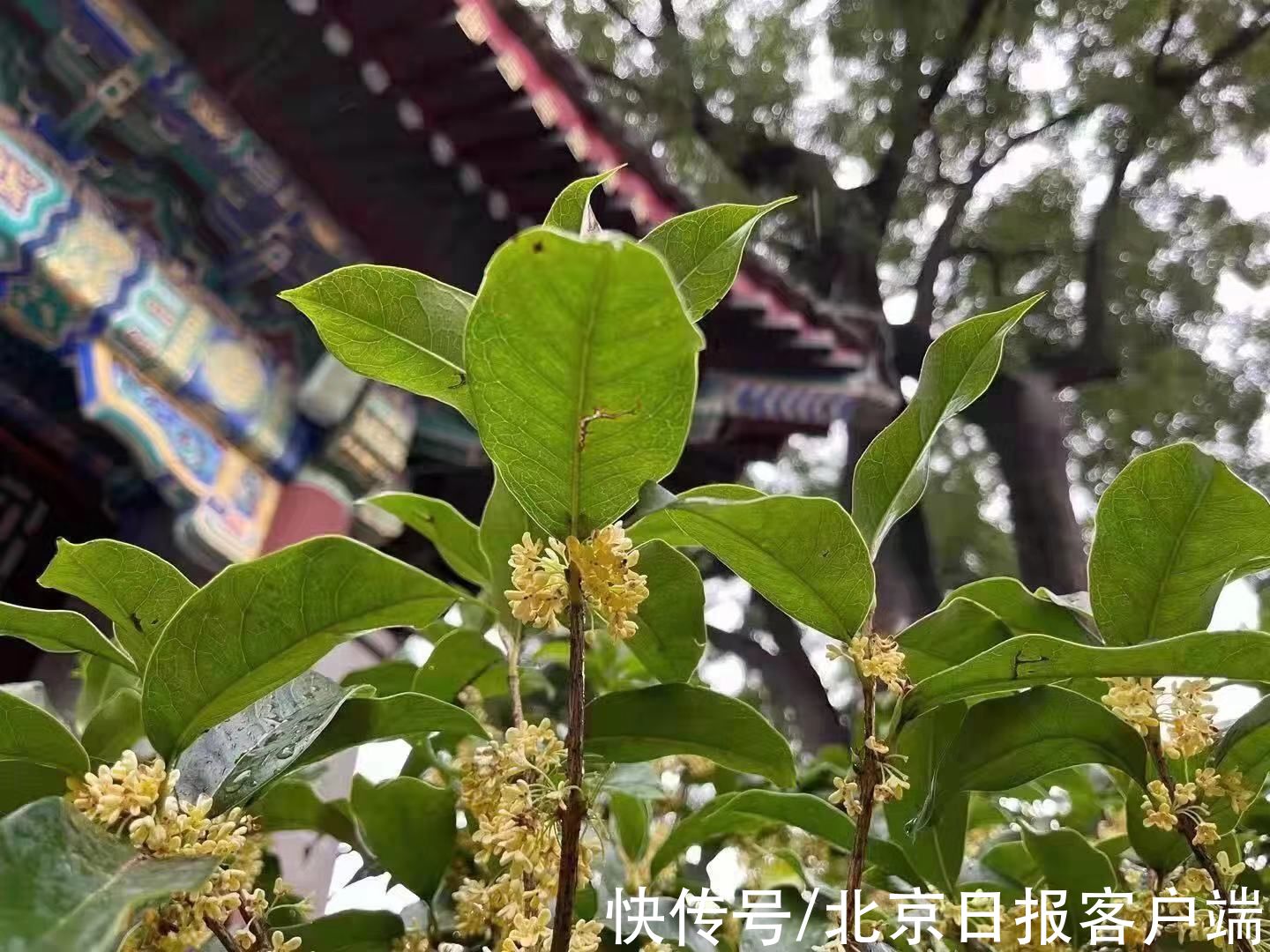 父母|重阳时节，菊桂飘香红叶至，陪父母去踏秋吧！北京号为您准备了一份小攻略