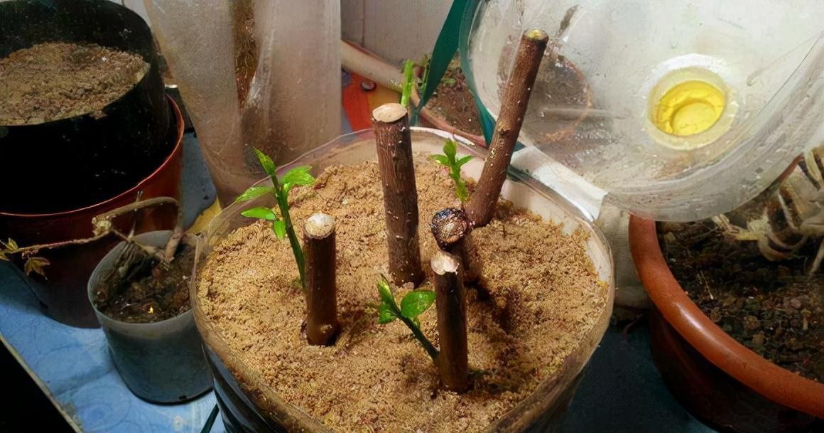 分享2个冬天扦插的小方法,10种花现在扦插正当时,生根快又壮