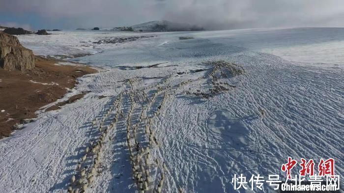 巴音布鲁克|新疆和静百万牲畜冬季转场 上演翻越雪原冰山震撼场面