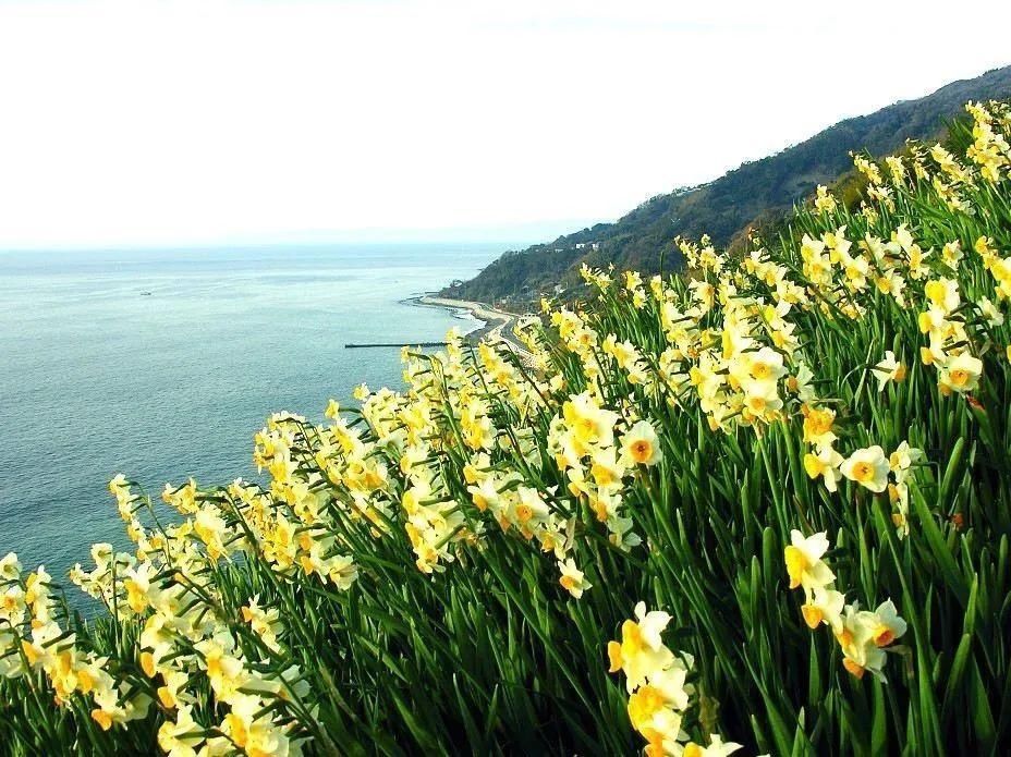 桃花岛水仙花正开|普陀冬日| 桃花岛