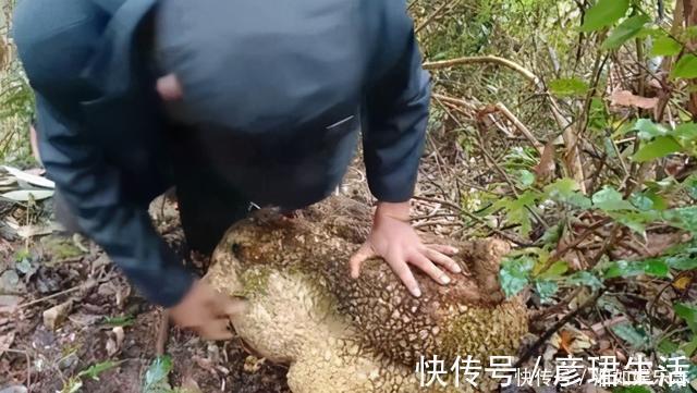 雍容华贵|这些植物“老寿星”,个个能活100岁,泼辣无比,比人还长寿