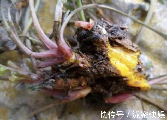 山上的“野草”,晒干后1斤价值“80元”,却少有人摘,植株珍贵