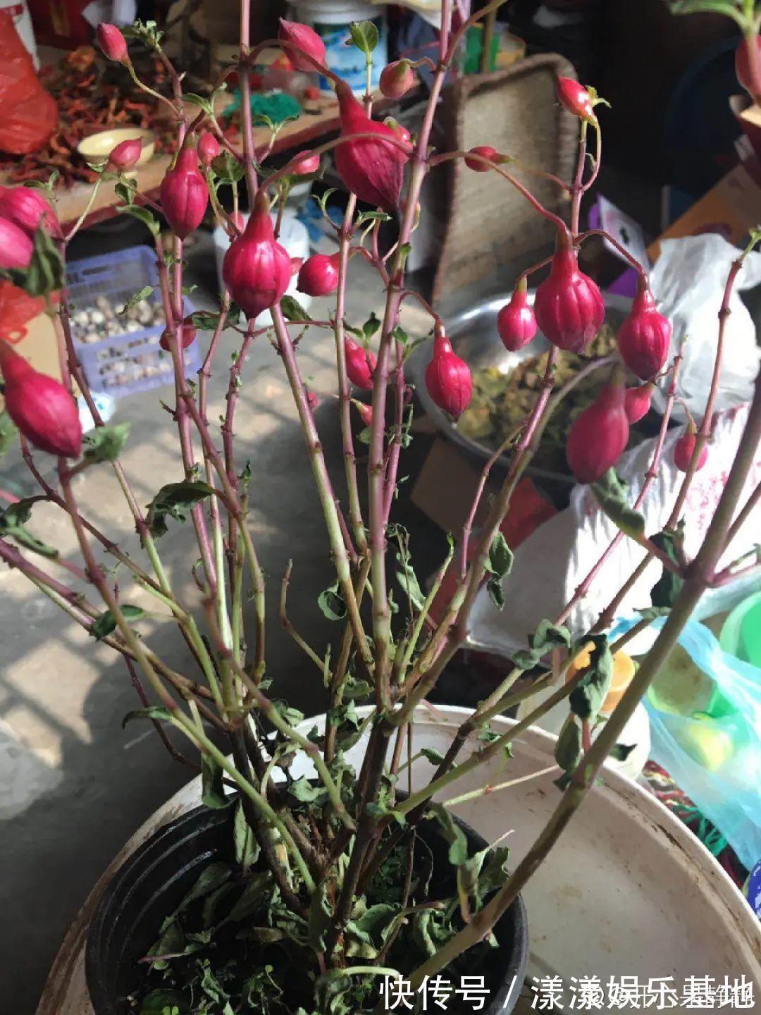 10种花要控水,天热反而不能浇,一浇水就死