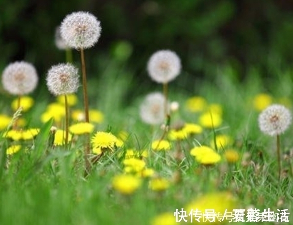 功效|蒲公英不是“万能药”,但它其中的4个功效,确实“名不虚传”!