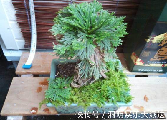 花店|婆婆路边挖点野草当盆栽，从来不用换盆，比花店卖的花卉还要美