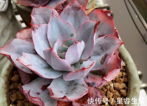 阳台上|怎么养多肉，才能与众不同，叶子水灵灵、红彤彤？