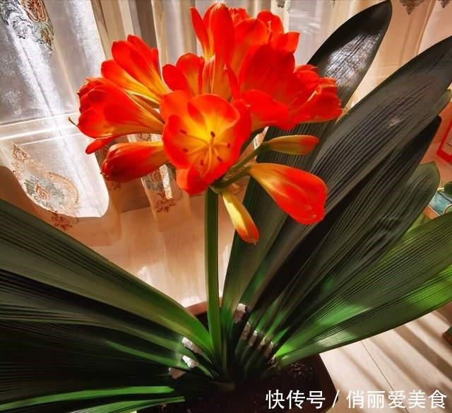 叶芯|君子兰一直长不好,跟“换盆”有关系,很多人都做错了