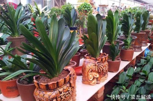 入秋|家庭盆栽君子兰,入秋做好3点,叶子翠绿,年年花开爆成'球'