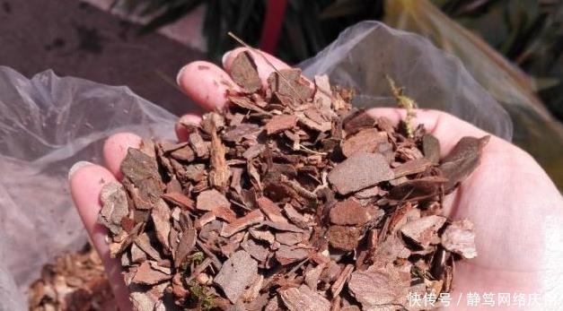 爷爷养君子兰,把“它”垫在盆底,冒出“6个花苞”,叶片油绿!