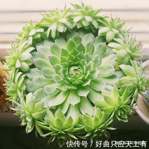 养花小知识,观音莲篇