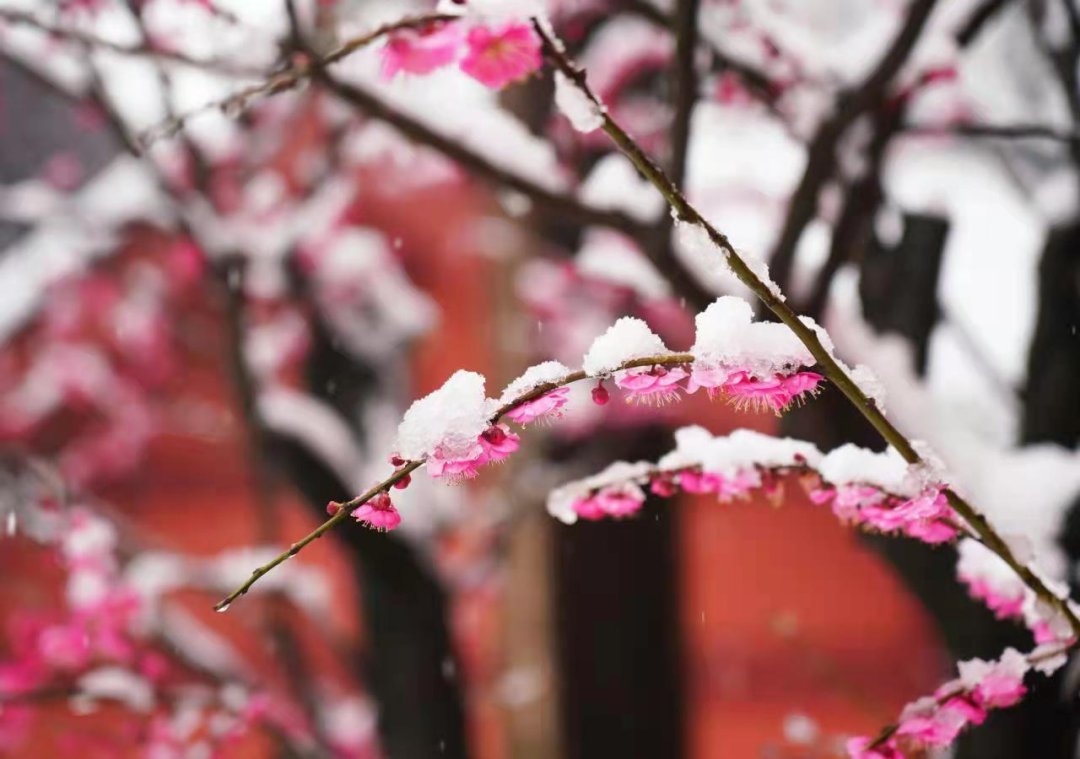 费玉清|踏雪寻梅暗香来，临安赏梅正当时~