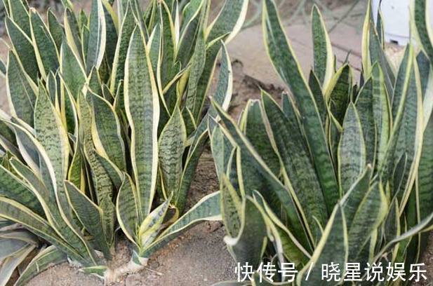 你养的虎皮兰盆栽蔫蔫的,别人家总是长势茂盛,养护就看这4招