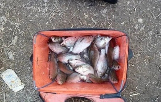 冷天用蓝鲫饵时,多加一点它,钓上的鱼又大又肥!