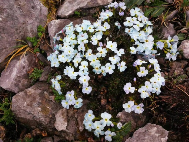 生物|杨向红镜头下的玉龙雪山奇花异草，见证了丽江生物多样性之美