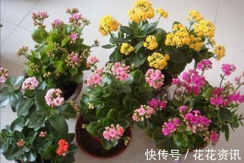 长寿花|什么花都养不好,就养2种花,开花漂亮,养护简单