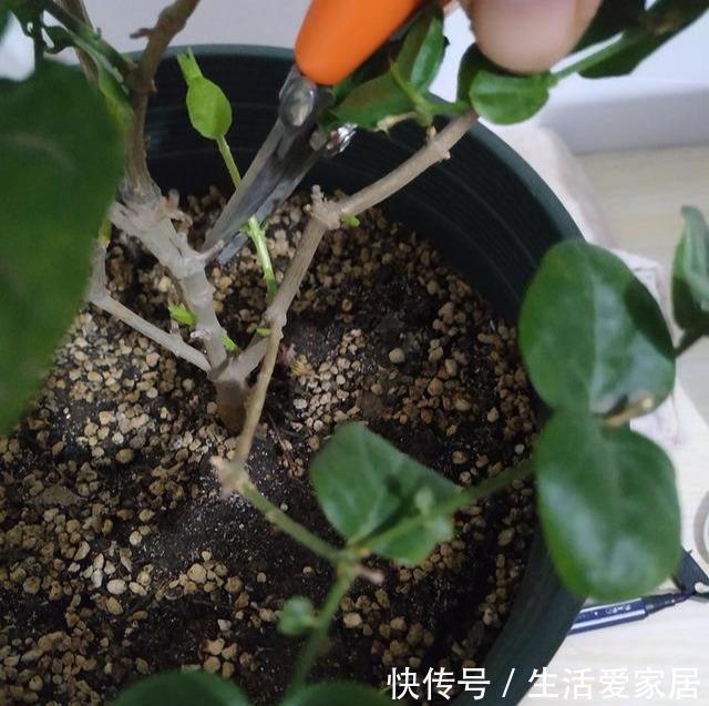 过冬|盆栽茉莉花,冬天这样养,枝条壮实好过冬,明年还能开5茬!