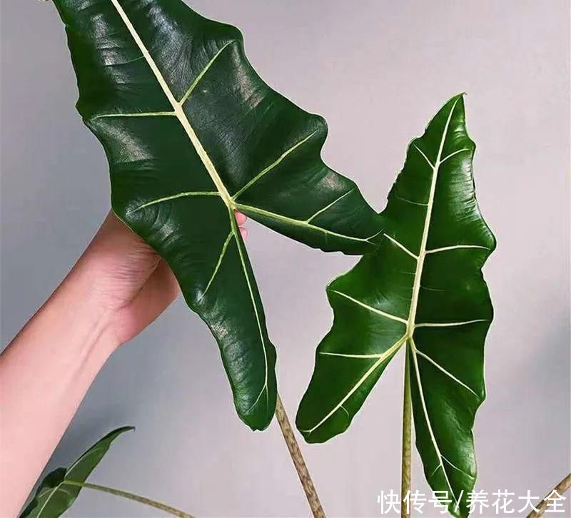 琴叶榕|大叶子耐阴花，室内一定养，叶子比脸大，真凉快