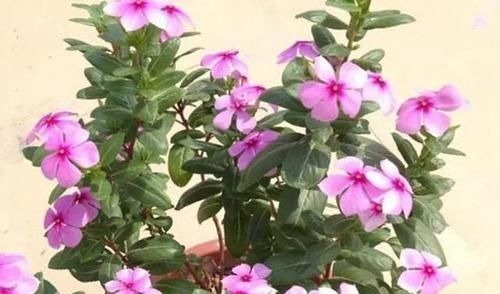 不能错过世上开花时间最长的四种花卉,一年四季天天能赏花