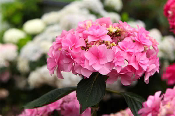 3种花人见人爱，插枝就能活，全年开花，漂亮又喜庆，室内也能养