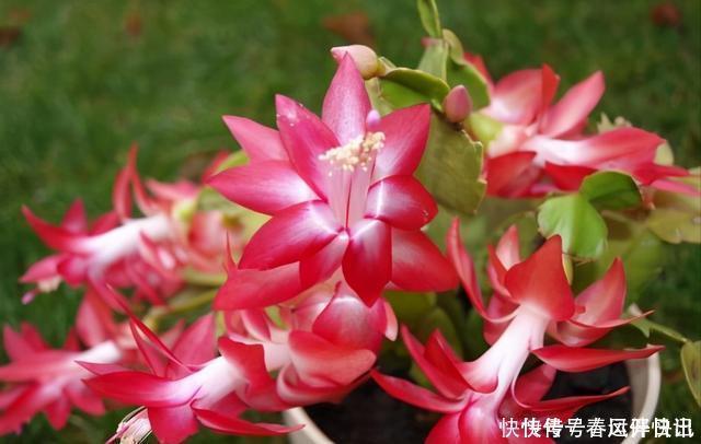 浇水|多年的蟹爪兰，勤做三动作，重新缀化，叶插苗养成繁花小老桩