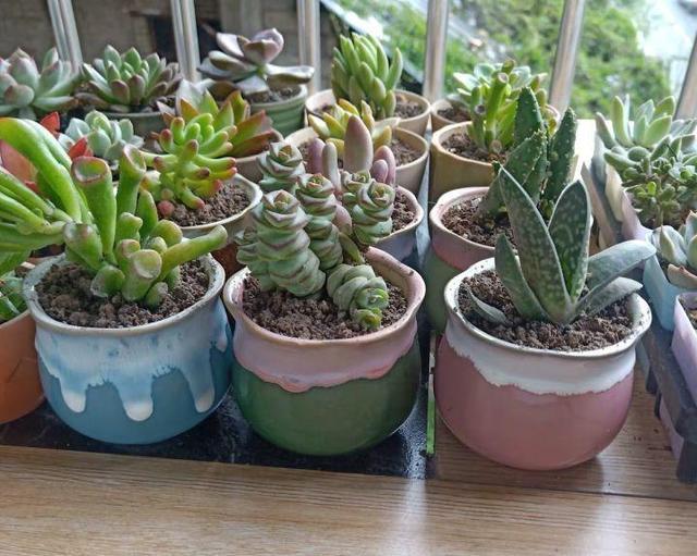 多肉不过夏,只要记住几个要点,完全不用担心多肉会挂掉