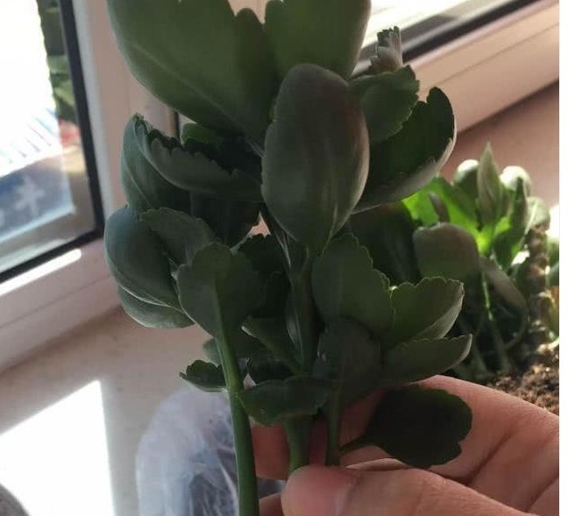 烂根|长寿花不长还黄叶用3法急救,轻松解决,爆成大花球