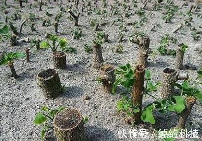 扦插|这些树被称“活化石”，还极好养，1根枝条插土里，浇水就能活