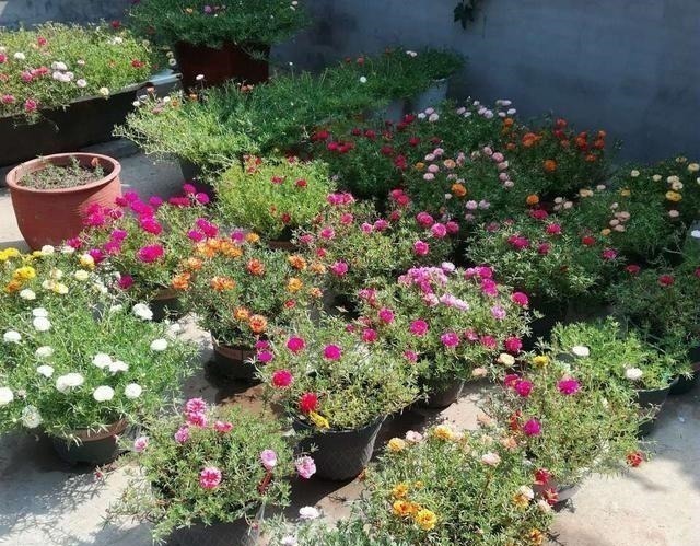 有院子一定要养“2种”花,剪1根枝条“沾土就活”,变成小花园!