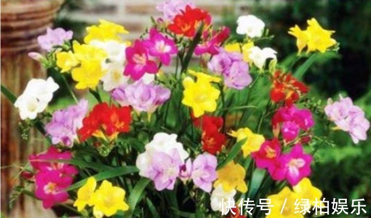 养花就养这几款,全年开花不停,花开芳香四溢,养在家中香飘满屋