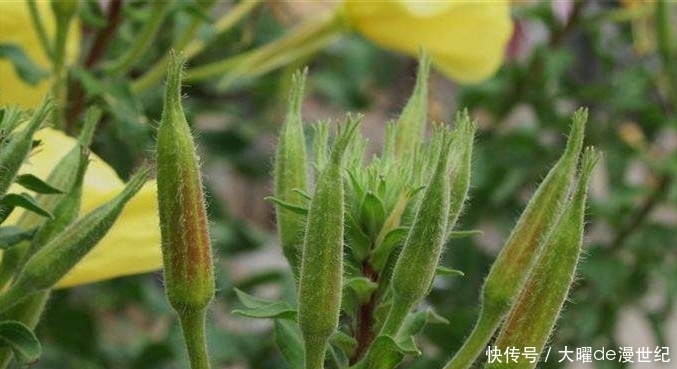 夜间|农村生长的这种野草,只在夜间开花,却有调节血液的功效