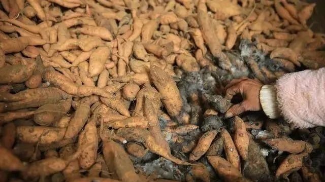 肝硬化|肝脏开始变硬，身体一般会有4种症状，若没有，恭喜肝还算不错