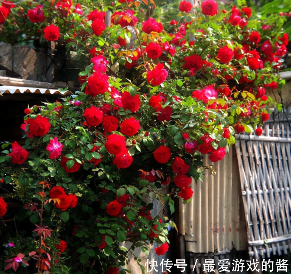 适合10月扦插的“5种花”,喜欢不要花钱买,几根枝条就能插一盆