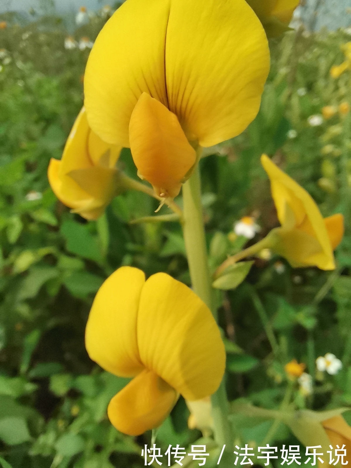 此花轻轻地抖动,显得很有灵气,代表着天性纯良,待人和蔼可亲