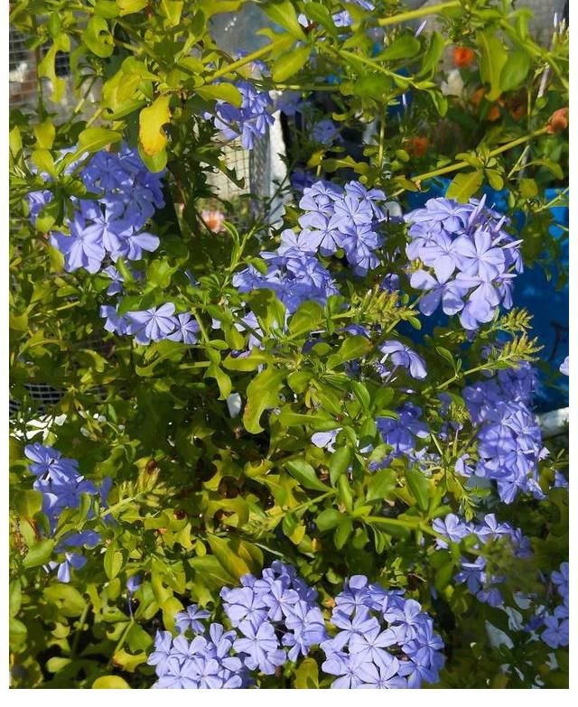 铜钱草|夏天养这三种花要注意，一天不浇水就打蔫