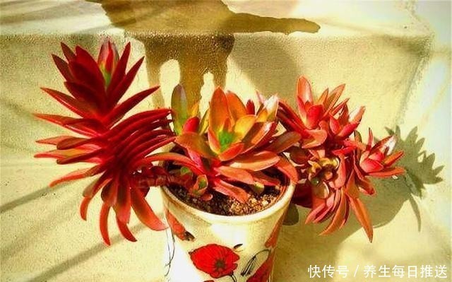 养多肉火祭,核心就是1个“懒”字,在这3点懒一些,火红喜庆!