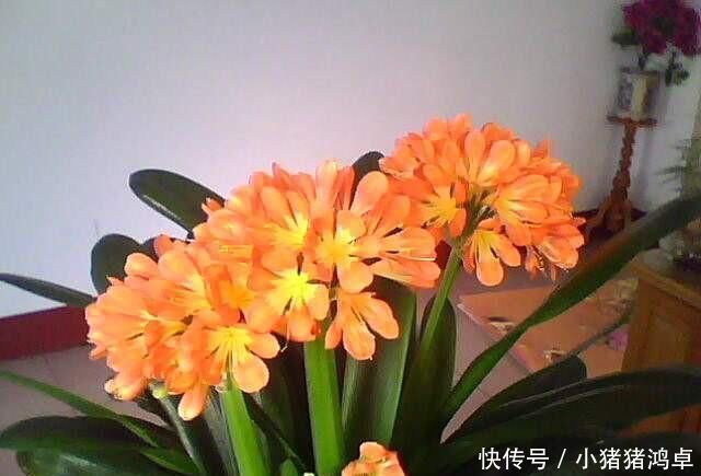 君子兰长得慢,给它吃一点“钙片”,根壮叶绿疯长,开成大花球