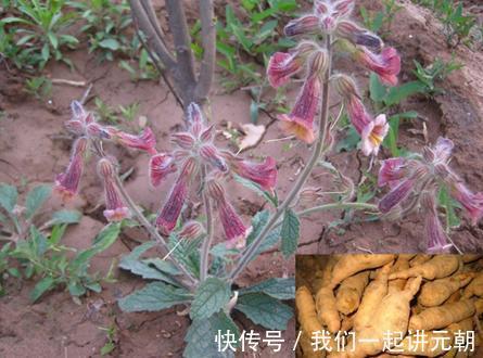 友友们|农村一种野草,根似人参,过去不被待见,如今价值珍贵20元一斤