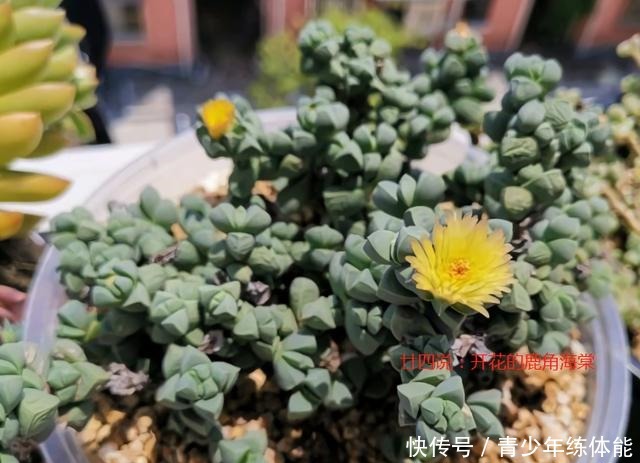 鹿角海棠这样养，爆盆长成“老桩树”，不皱不裂，状态迷人还开花！