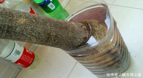 花卉|神奇的生根水，让各种半死不活的花卉瞬间长根，附生根水自制方法