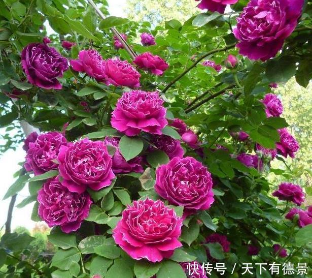 叶片|月季养不活？教你避开种死月季的五个陷阱，不走弯路做月季大神