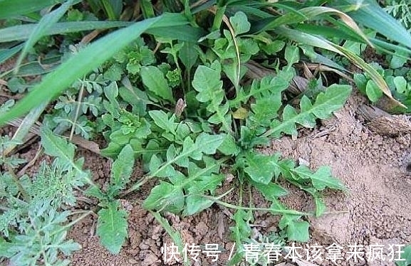 热结黄疸|农村这种野草,长得像“艾叶”,原来还有清热利湿的功效